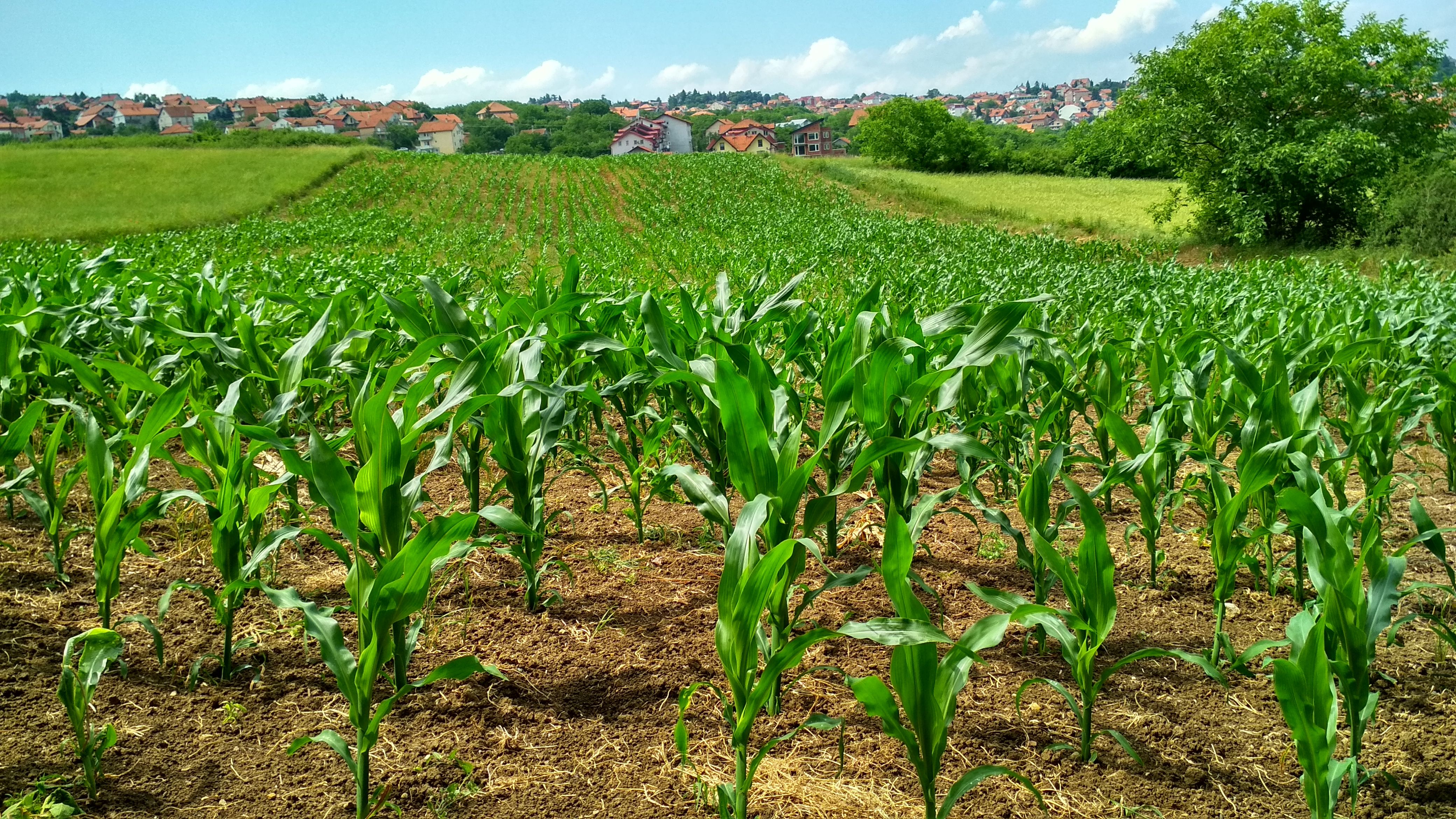 Agricultural landscape